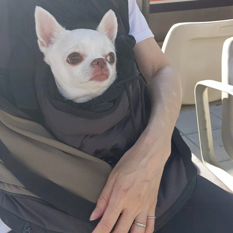 GOODNEST SATCHEL | Dual-Position Pet Backpack