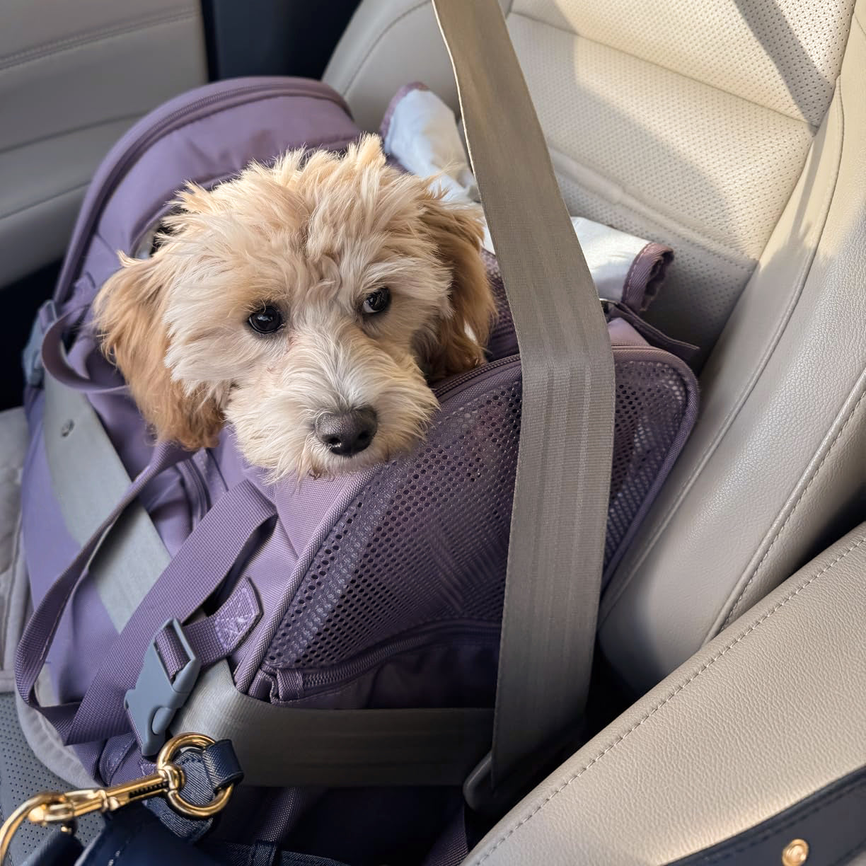 GOODNEST TREK | Expandable Pet Travel Backpack