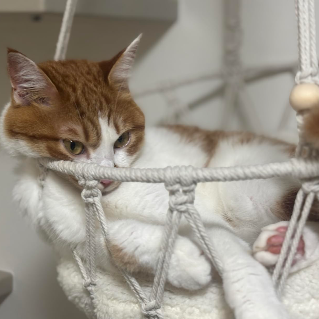 GOODNEST CATWALK | Wall-Mounted Cat Adventure Board