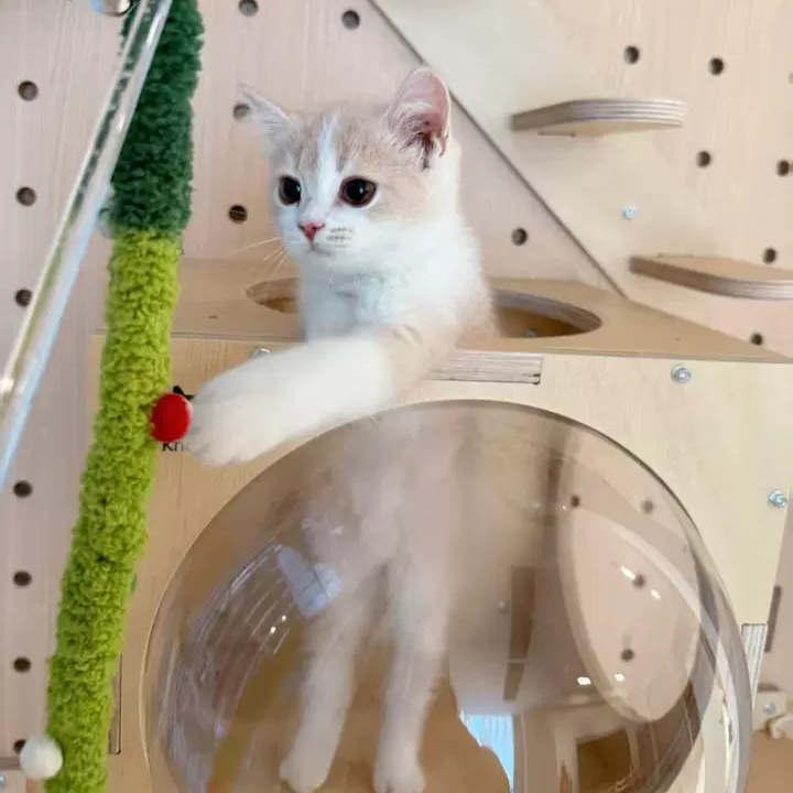 GOODNEST CATWALK | Wall-Mounted Cat Adventure Board
