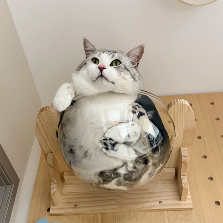GOODNEST CATWALK | Wall-Mounted Cat Adventure Board