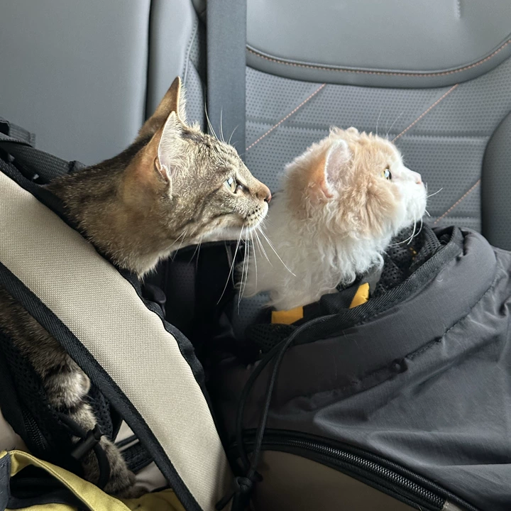 GOODNEST SATCHEL | Dual-Position Pet Backpack