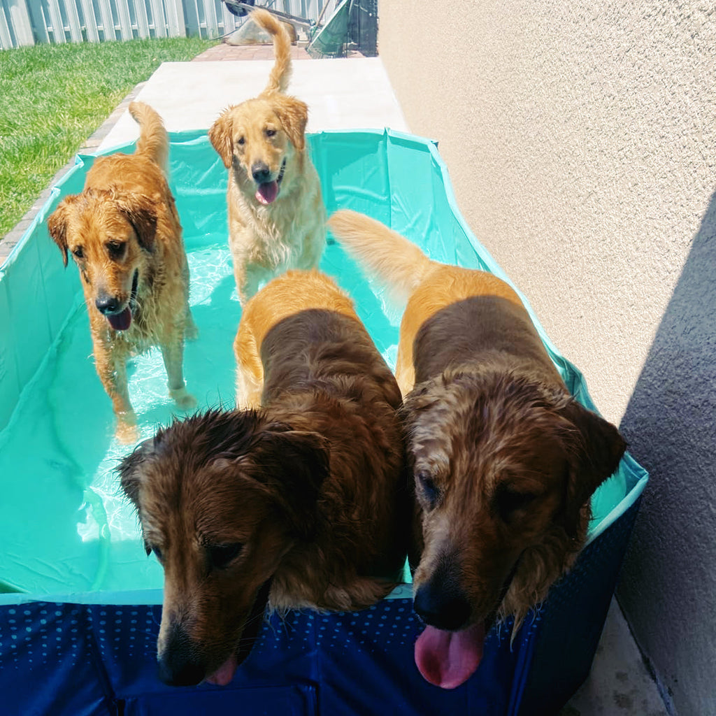 GOODNEST SPLASH | Foldable Dog Pool