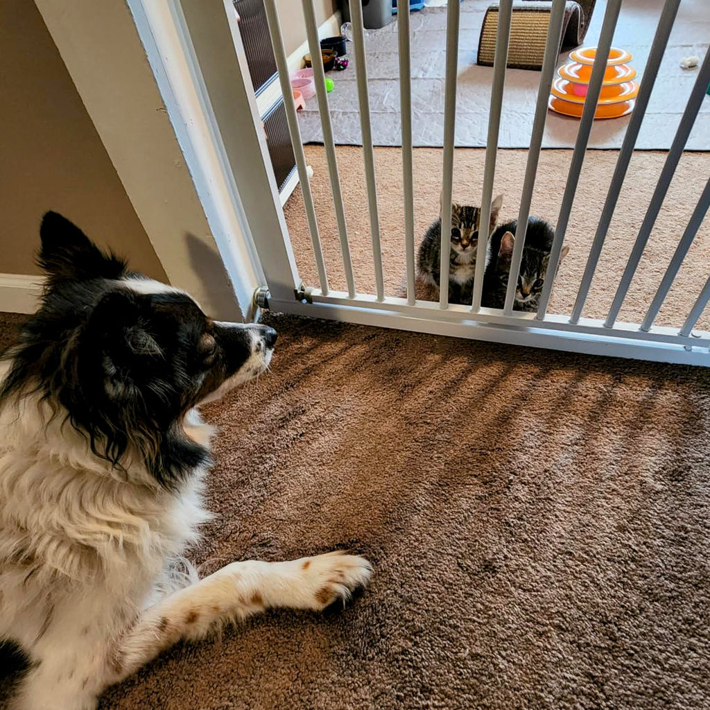 GOODNEST GATEWAY | No-Drill Adjustable Pet Gate