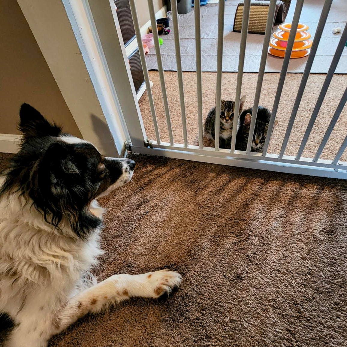 GOODNEST GATEWAY | No-Drill Adjustable Pet Gate